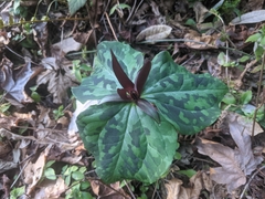 Giant purple wakerobin (Trillium kurabayashii)