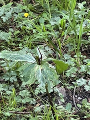 Giant purple wakerobin (Trillium kurabayashii)