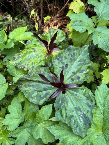 Giant purple wakerobin (Trillium kurabayashii)
