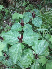 Giant purple wakerobin (Trillium kurabayashii)