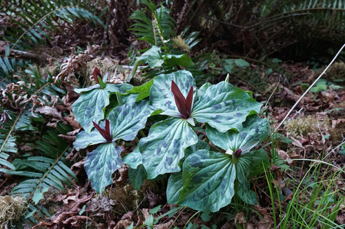 Giant purple wakerobin (Trillium kurabayashii)