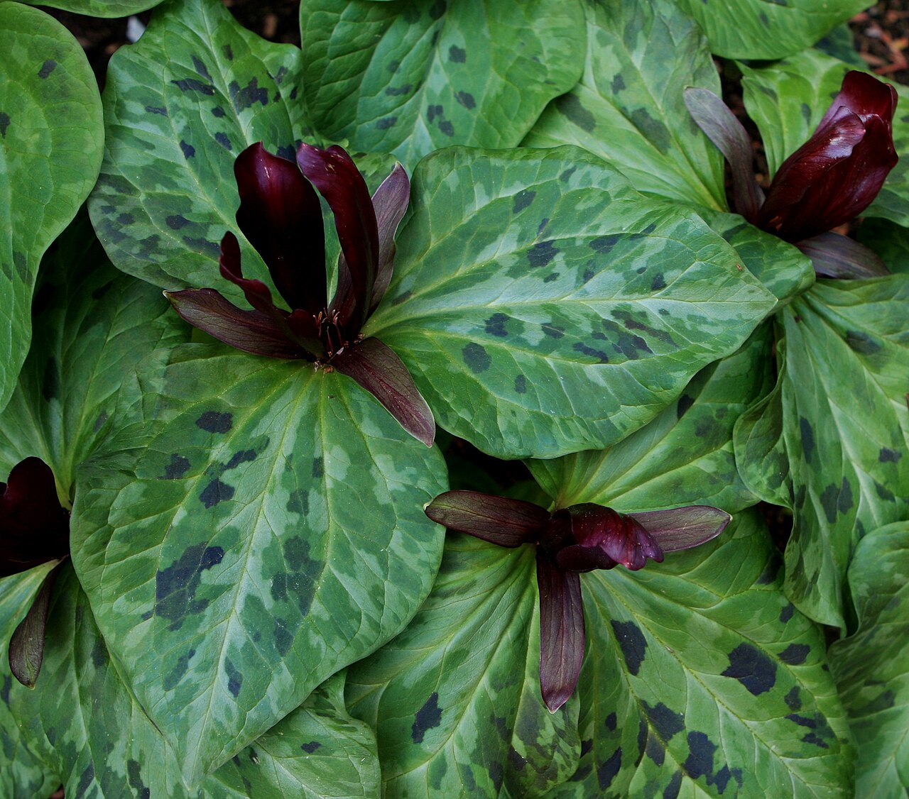 Giant purple wakerobin: Visiting David and Donna's beautiful woodland garden in the Seattle area lkw 016