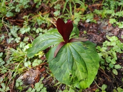 Giant purple wakerobin (Trillium kurabayashii)