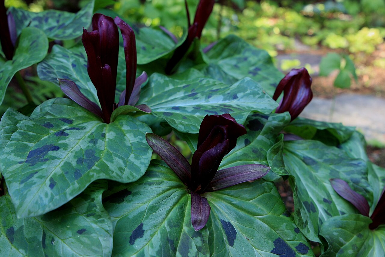 Giant purple wakerobin: Visiting David and Donna's beautiful woodland garden in the Seattle area lkw 015