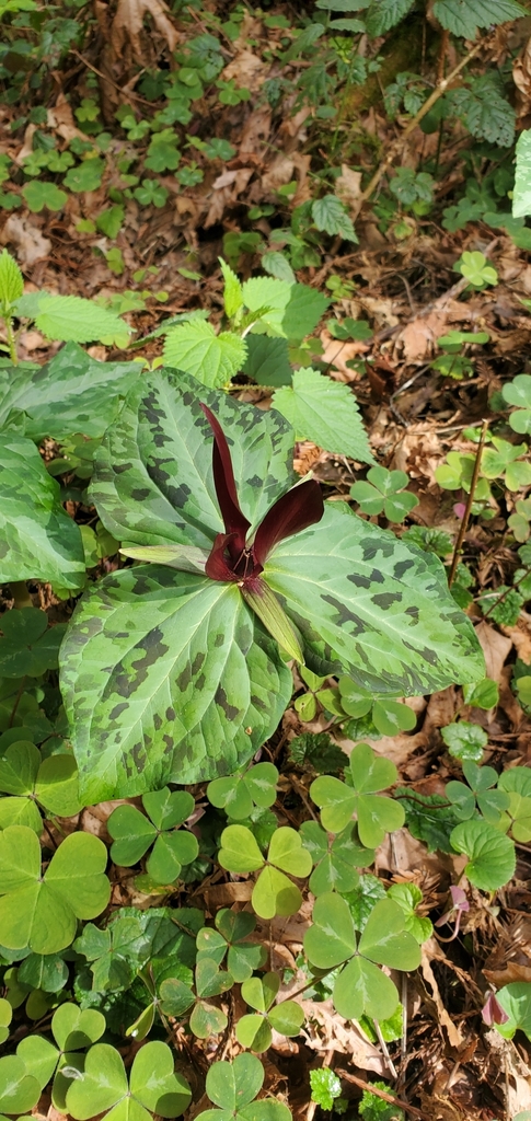 Giant purple wakerobin (Trillium kurabayashii)