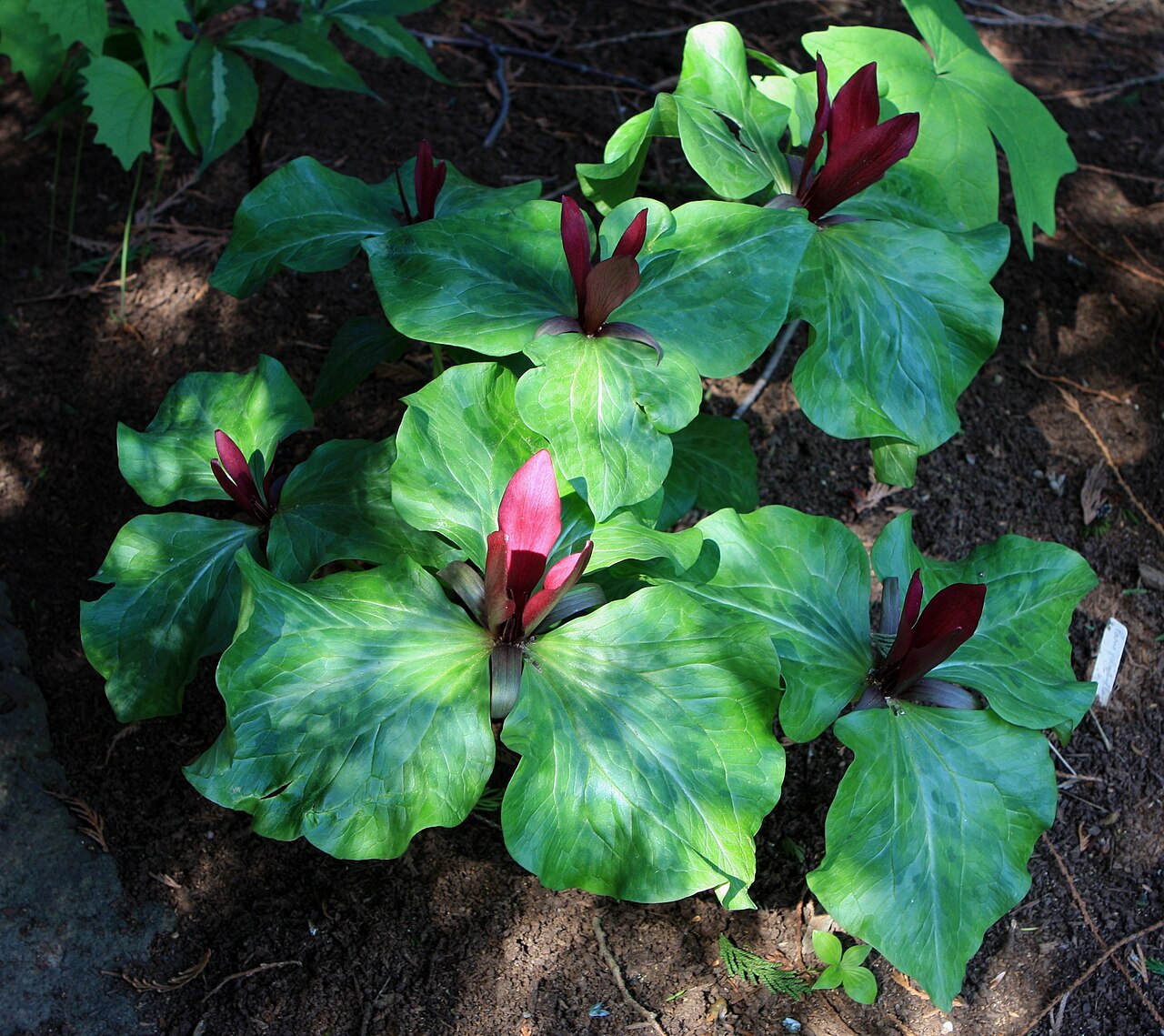 Giant purple wakerobin: Visiting David and Donna's beautiful woodland garden in the Seattle area lkw 010