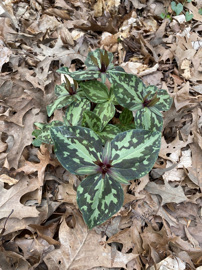 Louisiana wakerobin (Trillium ludovicianum)