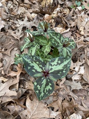 Louisiana wakerobin (Trillium ludovicianum)