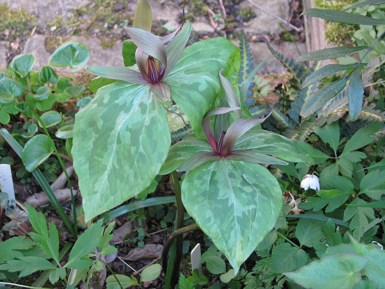 Louisiana wakerobin: Trillium ludovicianum