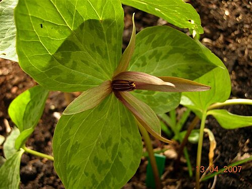 Louisiana wakerobin: Trillium ludovicianum