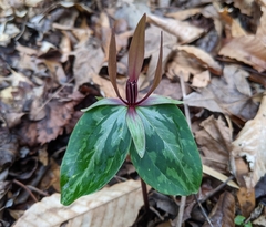 Louisiana wakerobin (Trillium ludovicianum)