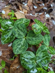 Louisiana wakerobin (Trillium ludovicianum)