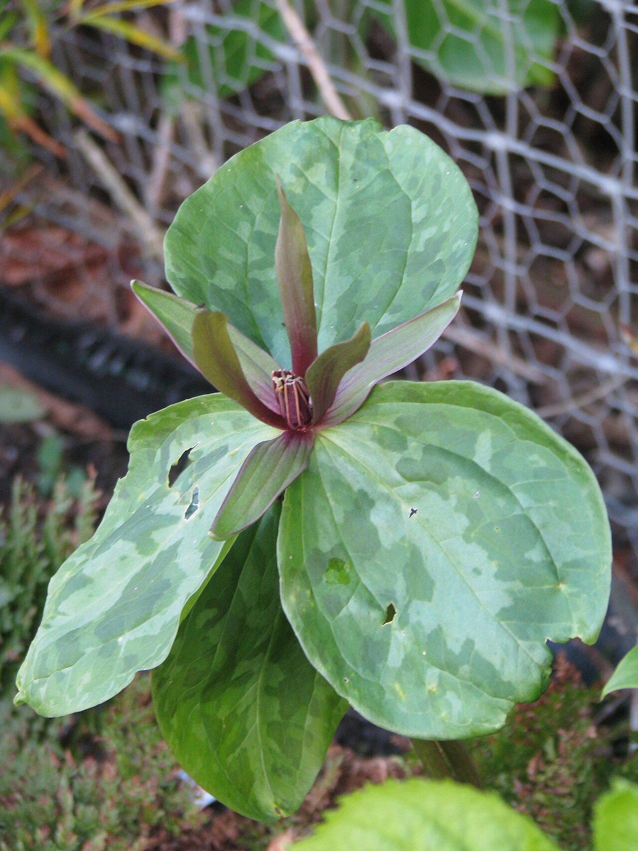 Louisiana wakerobin: Trillium ludovicianum