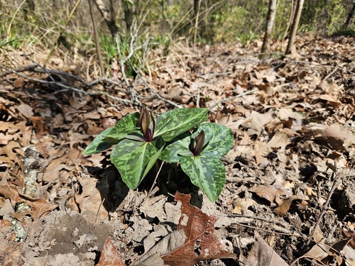 Louisiana wakerobin (Trillium ludovicianum)