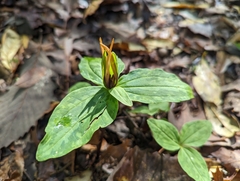 Louisiana wakerobin (Trillium ludovicianum)