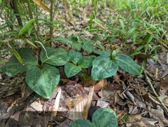 Louisiana wakerobin (Trillium ludovicianum)