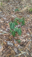 Louisiana wakerobin (Trillium ludovicianum)