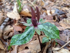 Louisiana wakerobin (Trillium ludovicianum)