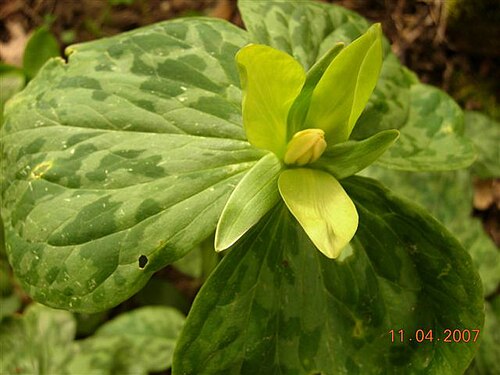 Yellow wakerobin: Trillium luteum