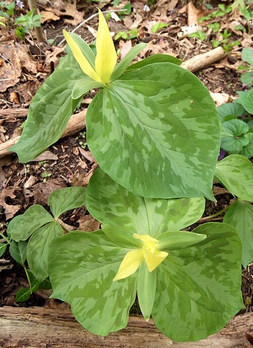 Yellow wakerobin: April 9, 2011