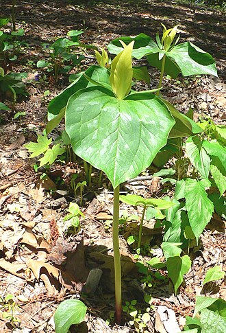 Yellow wakerobin (Trillium luteum)