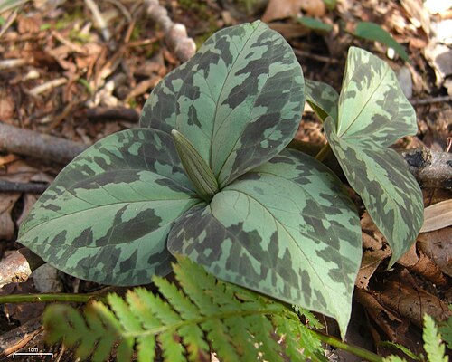Yellow wakerobin: Trillium luteum ? 20100404.8 US, NC, Smoky Mountains, CabinCove