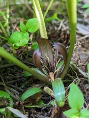 Idaho trillium (Trillium petiolatum)