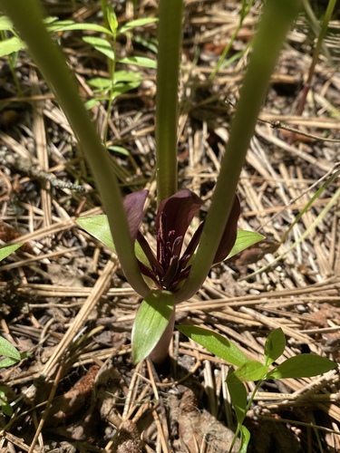 Idaho trillium (Trillium petiolatum)