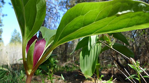 Idaho trillium: Trillium petiolatum in Chelan County Washington