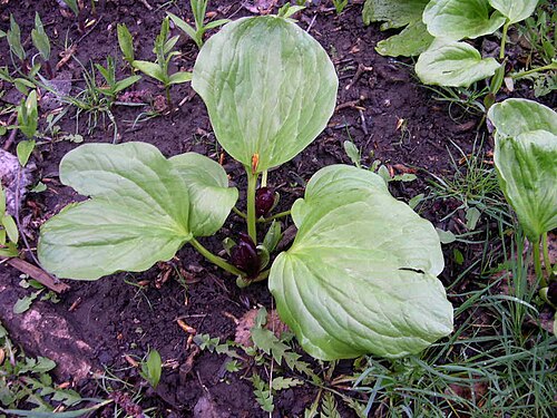 Idaho trillium: Trillium petiolatum in southwest Idaho