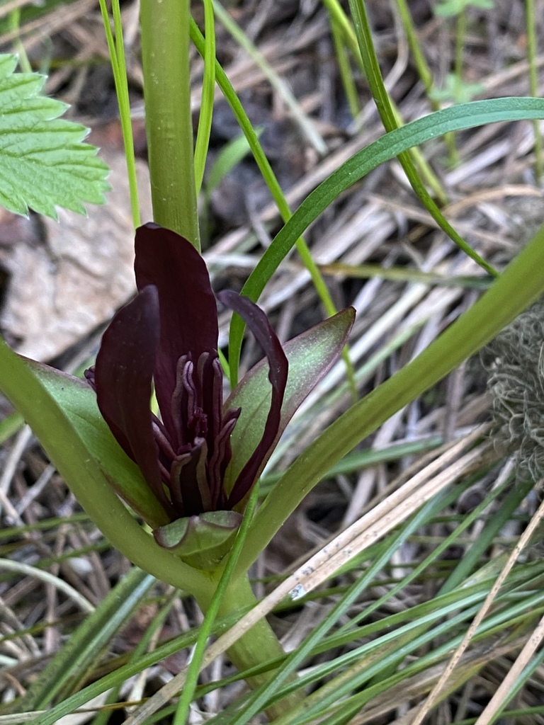 Idaho trillium (Trillium petiolatum)