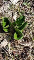 Idaho trillium (Trillium petiolatum)