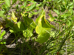 Idaho trillium (Trillium petiolatum)