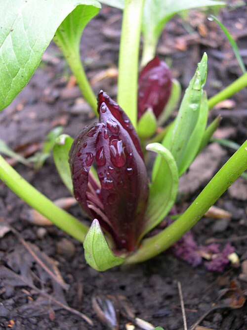 Idaho trillium: Trillium petiolatum flower in southwest Idaho