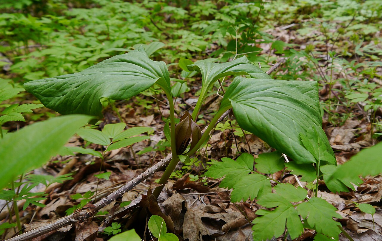 Idaho trillium: Trillium petiolatum in Chelan County Washington