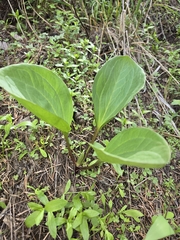 Idaho trillium (Trillium petiolatum)