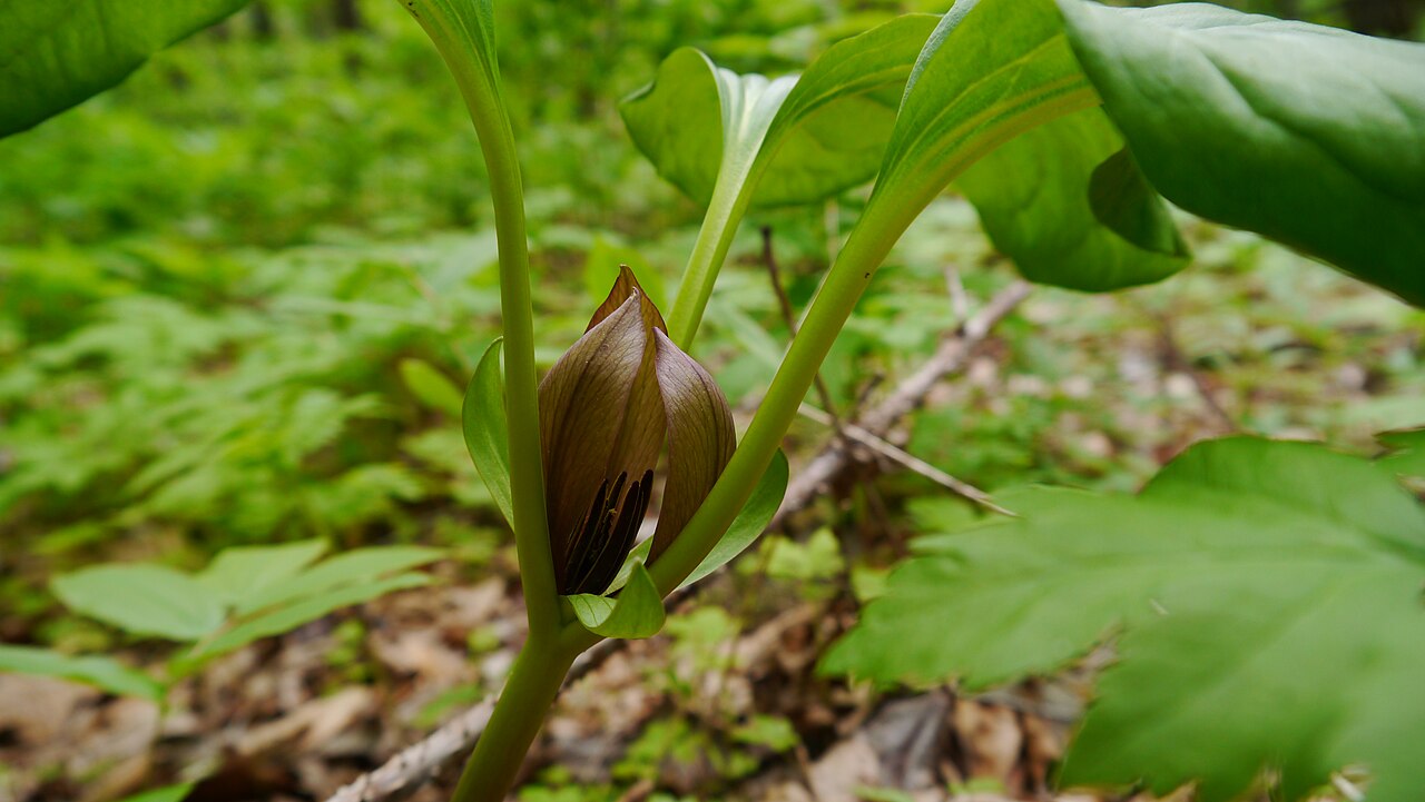 Idaho trillium: Trillium petiolatum- purple trillium in bloom in a shady grove of Acer macrophyllum, eastern Washington
