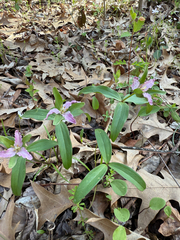 Dwarf wakerobin (Trillium pusillum)