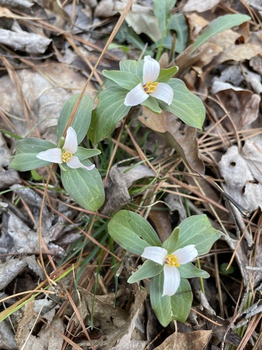Dwarf wakerobin (Trillium pusillum)