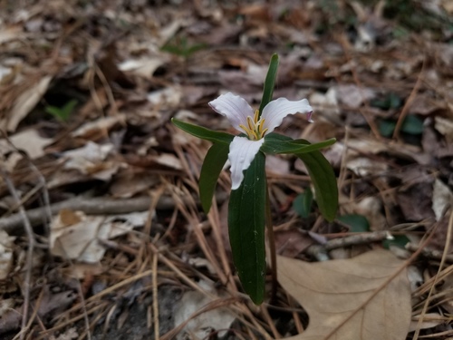 Dwarf wakerobin (Trillium pusillum)