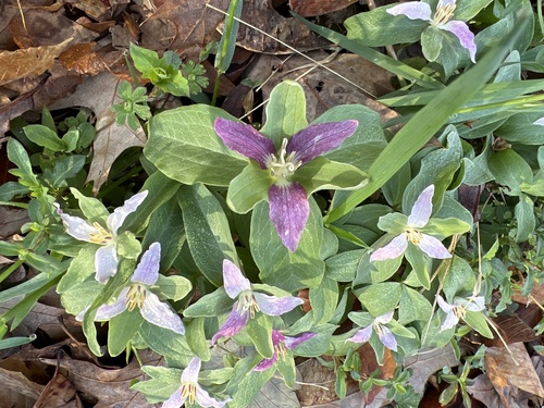 Dwarf wakerobin (Trillium pusillum)