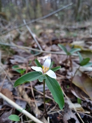 Dwarf wakerobin (Trillium pusillum)