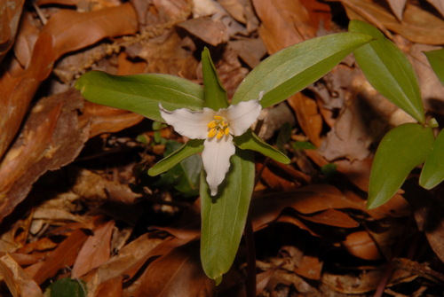 Dwarf wakerobin (Trillium pusillum)