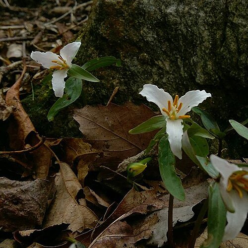Dwarf wakerobin: Trillium pusillum (Dwarf Trillium) blooming in cultivation in N Delaware.