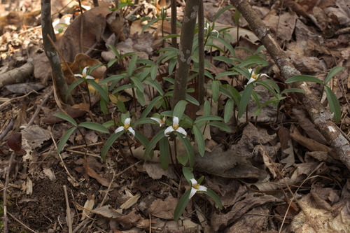 Dwarf wakerobin (Trillium pusillum)