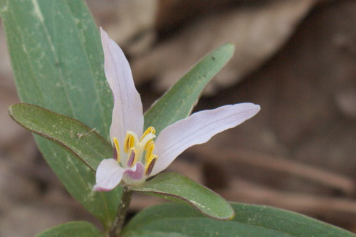 Dwarf wakerobin (Trillium pusillum)