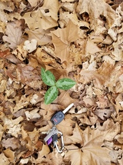 Confederate wakerobin (Trillium reliquum)