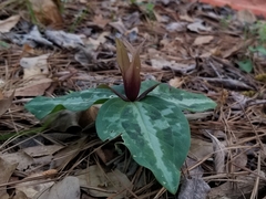 Confederate wakerobin (Trillium reliquum)
