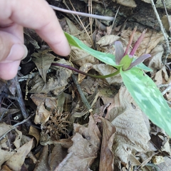 Confederate wakerobin (Trillium reliquum)