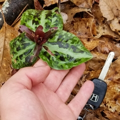 Confederate wakerobin (Trillium reliquum)